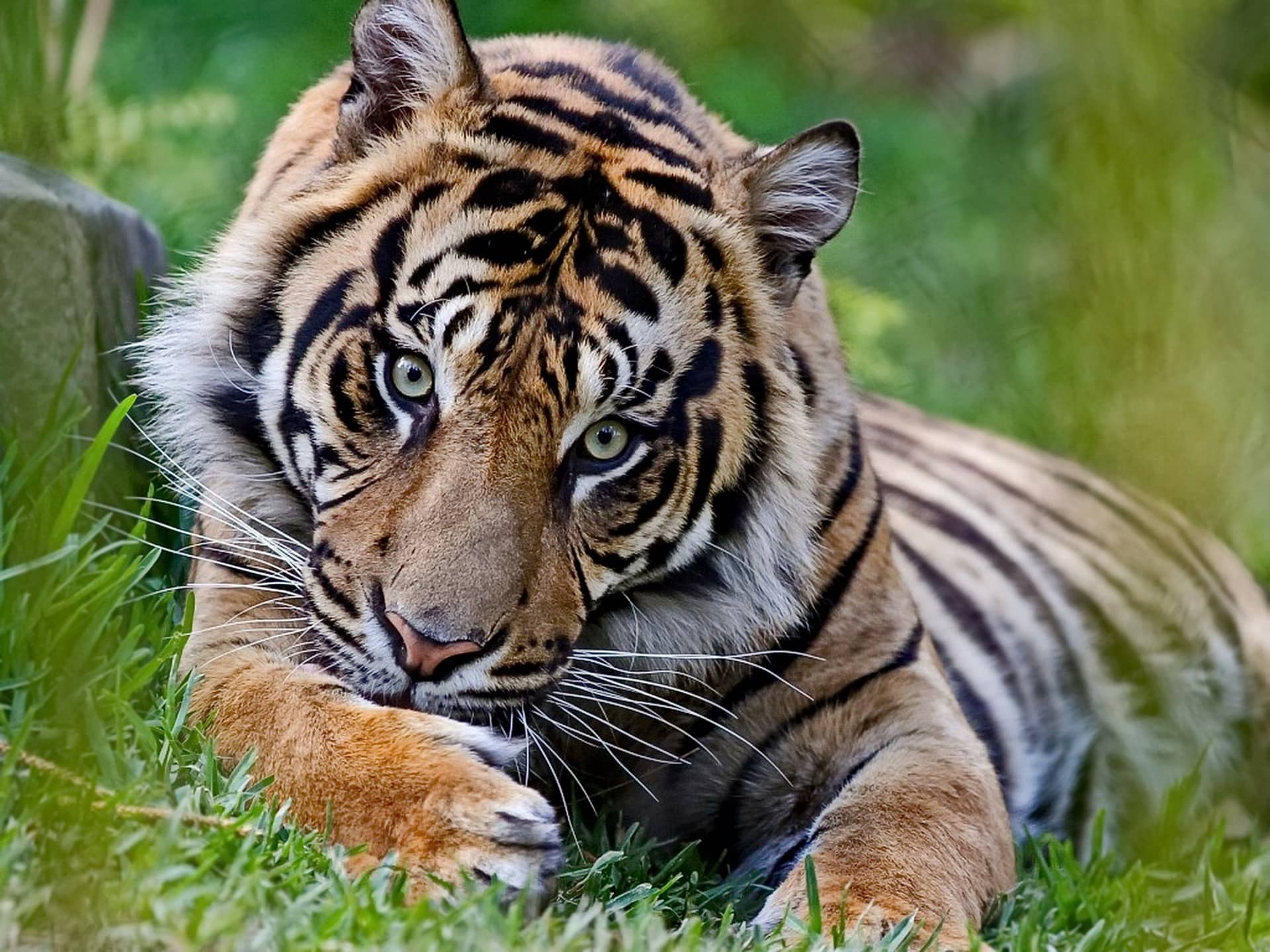 How Much Does Tiger Weigh